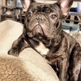 French Bulldog All Grown Up from Susan's Pups