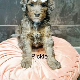 Pickle - Blue merle female Bernedoodle puppy in Pasco, Washington from Camp Doodle Woods