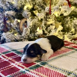 Sasha - Black tri-color female Aussiedoodle puppy in Charleston, Arkansas from Lazy S Aussies