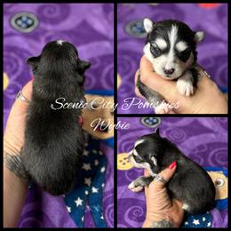 Wybie - Black and white male Pomsky puppy in Rossville, Georgia from Scenic City Pomskies