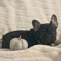 Ollie - Black and tan male French Bulldog puppy in Plano, Illinois from Velvet Fluffy Pups