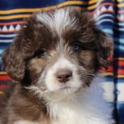 Lucy - Seal Bordoodle puppy in Baxter Springs, Kansas from JM Lazy S Doodles and Border Collies