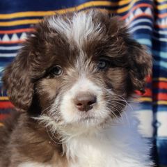 Lucy - Seal Bordoodle puppy in Baxter Springs, Kansas from JM Lazy S Doodles and Border Collies