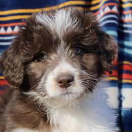 Lucy - Seal Bordoodle puppy in Baxter Springs, Kansas from JM Lazy S Doodles and Border Collies