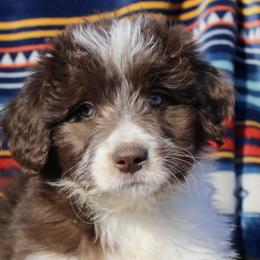 Lucy - Seal Bordoodle puppy in Baxter Springs, Kansas from JM Lazy S Doodles and Border Collies