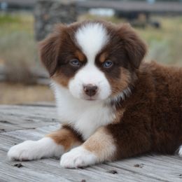 RTF-1 - Red tri-color female Miniature American Shepherd puppy in Baker City, Oregon from Back Country Aussies