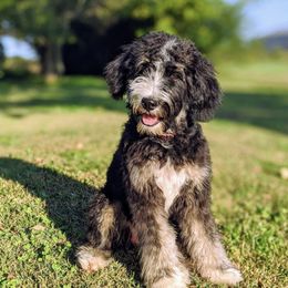 Bernedoodle Puppies from Crider’s Critters