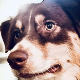 Luna - Australian Shepherd
