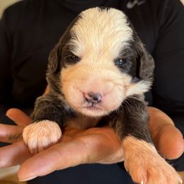 Green boy - Blue gray and white male Sheepadoodle puppy in Riverside, California from Downtown Doodles & Frenchies
