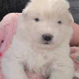 Pink girl - White and biscuit female Samoyed puppy in Elwell, Michigan from Limelight Samoyeds