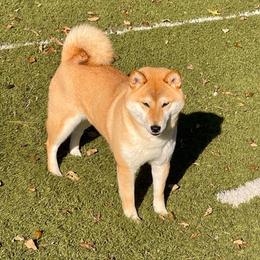 Fame - Shiba Inu