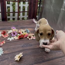 Red piebald Smooth Female - Red female Dachshund puppy in Killeen, Texas from Southern Dachshunds