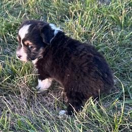 Bianca - Black tri female Toy Australian Shepherd puppy in Lame Deer, Montana from Bar M Toy Aussies