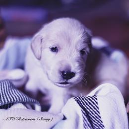 Sunny (Placement 3) - Light golden male Golden Retriever puppy in Murfreesboro, Tennessee from ATW Retrievers