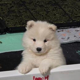 Purple girl - White and biscuit female Samoyed puppy in Elwell, Michigan from Limelight Samoyeds