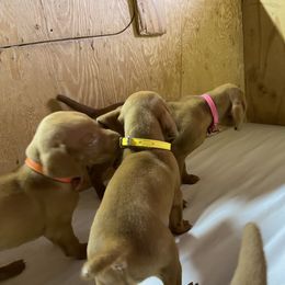 Vizsla Puppies from Waterfall Ranch Hungarian Vizslas