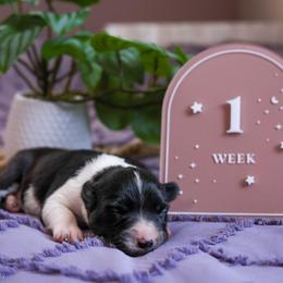 Quill - Black and white female Border Collie puppy in Brooklyn Center, Minnesota from Inspire Performance Dogs