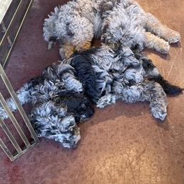 Golden Aussiedoodle and Goldendoodle Puppies from Law Doodles of SC