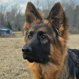 Bristal - Black and red female German Shepherd puppy in Rome, Pennsylvania from Krudup German Shepherds