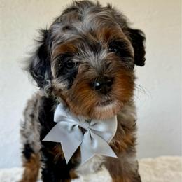 Silver - reserved - Blue merle female Bernedoodle puppy in Concord, California from Golden State Good Dogs
