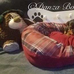 Yorkipoo and Yorkshire Terrier Puppies from Danza Bolo