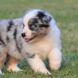 Australian Shepherds from Sipsey River Australian Shepherds