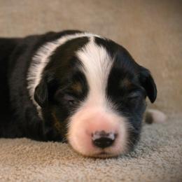 Flicka - Black tri female Miniature Australian Shepherd puppy in Menomonee Falls, Wisconsin from Hunt N Oaks