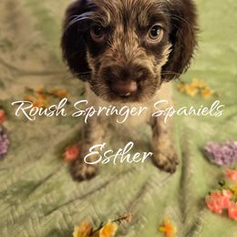 ESTHER (Girl 5) - Liver and white English Springer Spaniel puppy in Mobile, Alabama from Roush English Springer Spaniels