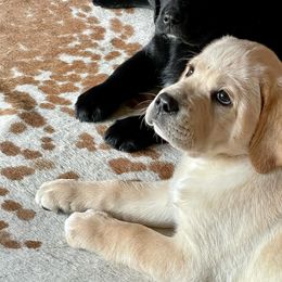 Labrador Retriever Puppies from Sula Peak Water Dogs LLC