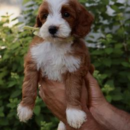 Dottie - Yellow collar girl - Red  female Goldendoodle puppy in Ruthorfordton, North Carolina from Duncan Doodles Goldendoodles