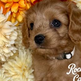 Cavapoos and Cockapoos from Rocky Road Puppies