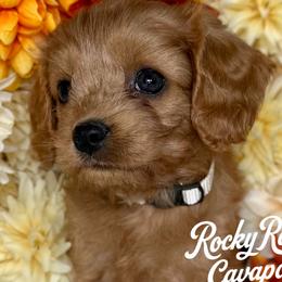 Cavapoos and Cockapoos from Rocky Road Puppies