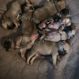 Pug Puppies from Pearly’s Pugs