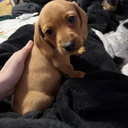 King - Red male Dachshund puppy in Nampa, Idaho from 208 Dox Dynasty
