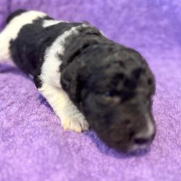 Luna - Parti female Poodle puppy in Meadowbrook, California from Standard Poodle Pups
