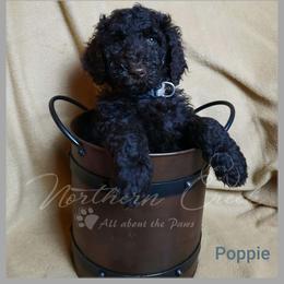 Poodle Puppies from Northern Creek