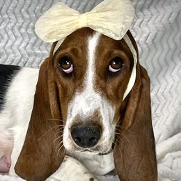Envy - Basset Hound