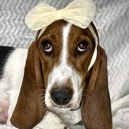 Envy - Basset Hound