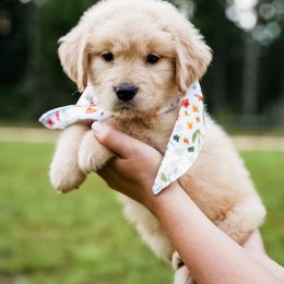 Mazi - Golden female Golden Retriever puppy in Millry, Alabama from Buck Hill Goldens