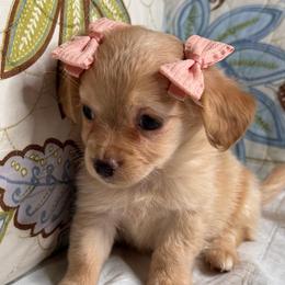 Peanut - Cream female Maltipoo puppy in Bakersfield, California from Silvia's Maltipoos
