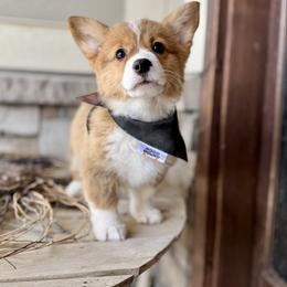 Pearl-med purple - Red female Pembroke Welsh Corgi puppy in Benjamin, Utah from Nuna’s  Corgis