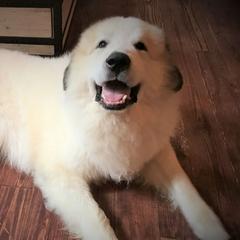 Great Pyrenees from Chase Great Pyrenees