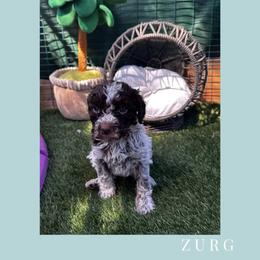 Boy 2 - Brown roan male Lagotto Romagnolo puppy in Salida, California from Harper's Lagotti