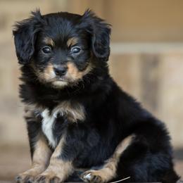CAVALON Frisbee - Black and tan male Companion Cross puppy in Boardman, Ohio from Taliaferro Kennel