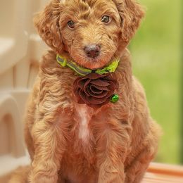 Goldendoodle All Grown Up from We R Mini Doodles
