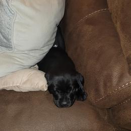 White Back - Black male Labrador Retriever puppy in Ogden, Illinois from Hallelujah Retrievers