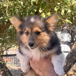 Pembroke Welsh Corgi Puppies from Shells’ Corgis