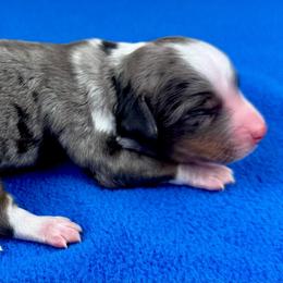 BMF3 - Blue merle female Aussiedoodle puppy in Prague, Oklahoma from Classic K9’s  Aussies & Doodles