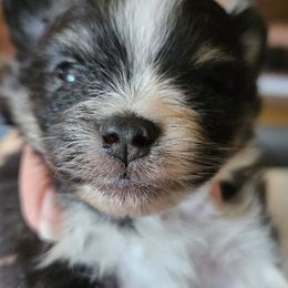 Pomeranian Puppies from ADKPOM Adirondack Pomeranians