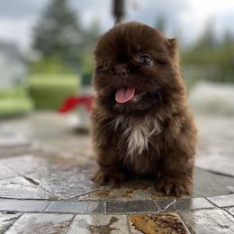 Girl 3"Betsy" - Shih Tzu puppy from "Shihtzu Best Friend"